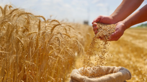 Premium Wheat Seeds