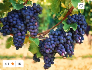 Vineyard Grapes